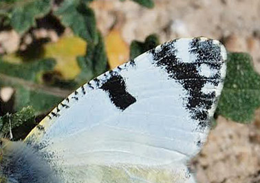 Lille Plethvidvinge, Euchloe tagis. Los Mt. Monegros, Aragn,, Spanien d. 3 april 2008. Fotograf; Tom Nygard Kristensen