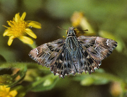 Lille Marmorbredpande, Carcharodus tripolinus. Det sydlige Spanien september 1997. Fotograf; Tom Nygaard Kristensen