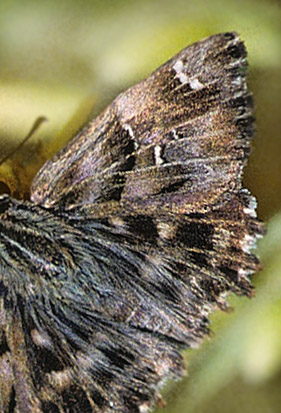 Lille Marmorbredpande, Carcharodus tripolinus. Det sydlige Spanien september 1997. Fotograf; Tom Nygaard Kristensen