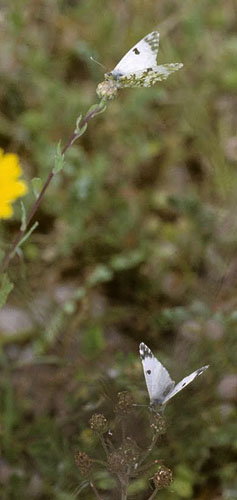 Vestlig Plethvidvinge, Euchloe crameri.  Linares. Nordlig Spanien d. 24 april 1999. Fotograf; Tom Nygard Kristensen