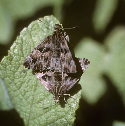 Marmorbredpande, Carcharodus alceae. Torrox, Andalusien, Spanien d. 23 april 1999. Fotograf; Tom Nygaard Kristensen