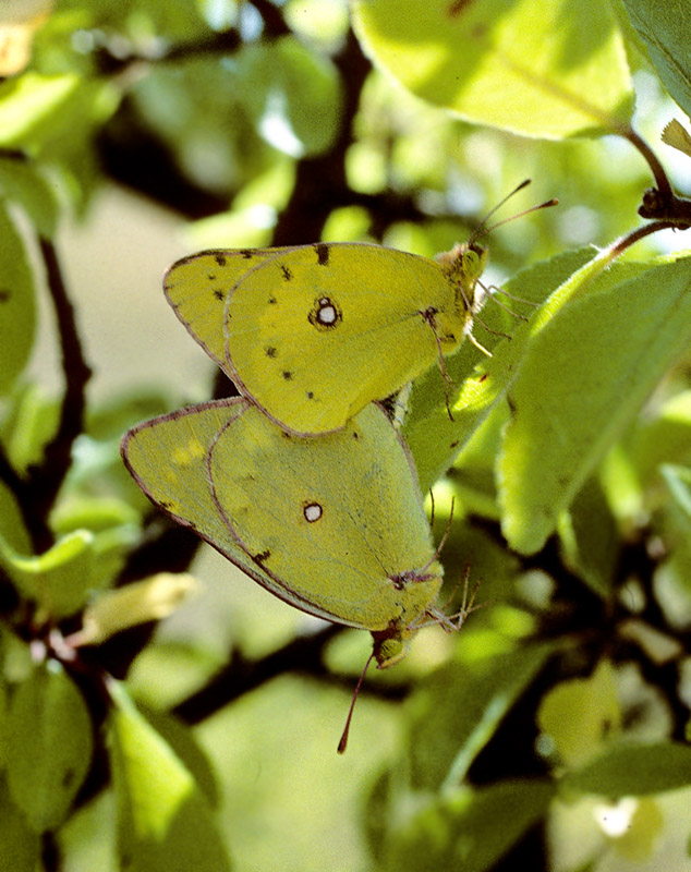 Lille Hsommerfugl, Colias chrysotheme (Esper, 1781). Prov. Veszprm, Ungarn d. 22 juli 2007. Fotograf; Tom Nygaard Kristensen