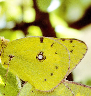 Lille Hsommerfugl, Colias chrysotheme (Esper, 1781). Prov. Veszprm, Ungarn d. 22 juli 2007. Fotograf; Tom Nygaard Kristensen