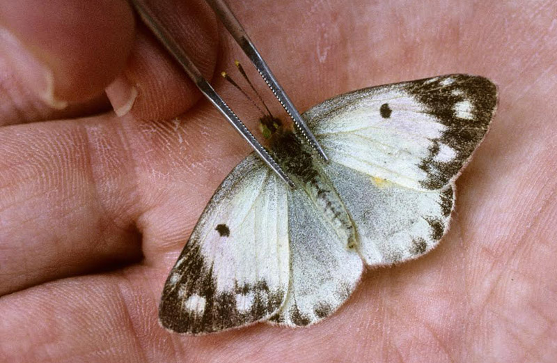 Lille Hsommerfugl, Colias chrysotheme (Esper, 1781). Prov. Veszprm, Ungarn d. 17 august 2005. Fotograf; Tom Nygaard Kristensen