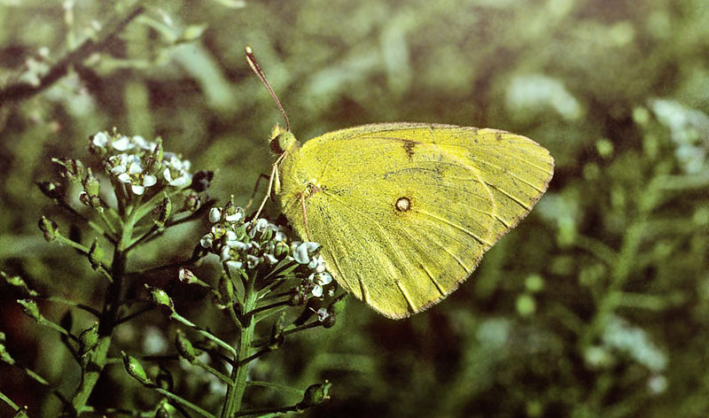 stlig Gul Hsommerfugl, Colias erate (Esper, 1805) hun. Kunszentmikls, prov. Bcs-Kiskun, Ungarn d. 22 juli 2007. Fotograf; Tom Nygaard Kristensen