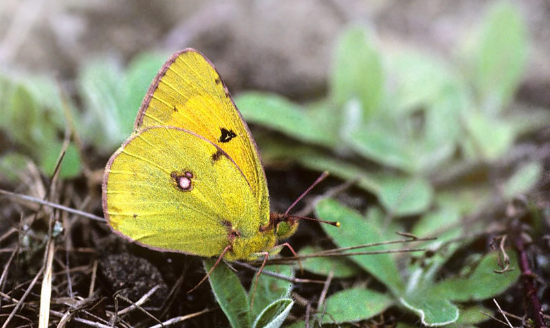 Donau-Hsommerfugl, Colias myrmidone. Treblinka, Polen juli 1997. Fotograf; Tom Nygaard Kristensen