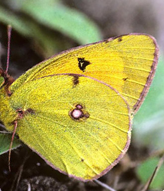 Donau-Hsommerfugl, Colias myrmidone. Treblinka, Polen juli 1997. Fotograf; Tom Nygaard Kristensen