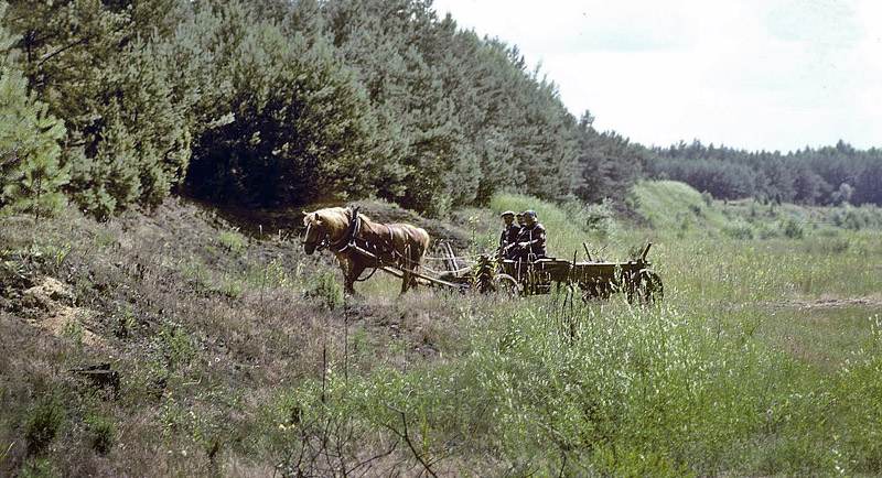 Donau-Hsommerfugl, Colias myrmidone. Treblinka, Polen juli 1997. Fotograf; Tom Nygaard Kristensen