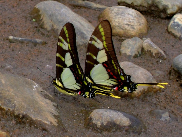 Protographium thyastes,(Leptocircini-Papilioninae). Rio Araza Quincemil, 645msnm. Peru d. 19-09-08. Fotos; Julio Miguel Rodriguez Vera 