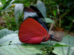 Red Flasher, Panacea prola.27-7-2008. Quincemil 650msnm. Cusco, Peru. Photos; Julio Miguel Rodriguez Vera