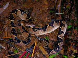 Shushupe. Lachesis muta, Viperidae. Quincemil, 645msnm. Peru d. 22-05-2008. Fotos; Julio Miguel Rodriguez Vera 