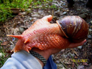 Giant Landsnail. Megalobulimus maximus. Quincemil, 645msnm. Peru d. 19-11-2007. Fotos; Julio Miguel Rodriguez Vera 