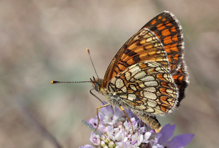 Solpletvinge, Melitaea deione. Mandelieu-la-Napoule, Provence d 1 august 2009. Fotograf: Henrik S. Larsen