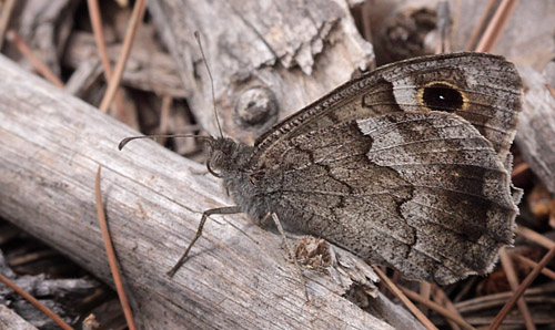 Hederandje, Hipparchia statilinus. Mandelieu-la-Napoule, Provence d 3 august 2009. Fotograf: Henrik S. Larsen