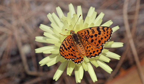 Rd Pletvinge, Melitaea didyma. Mandelieu-la-Napoule, Provence d 3 august 2009. Fotograf: Henrik S. Larsen