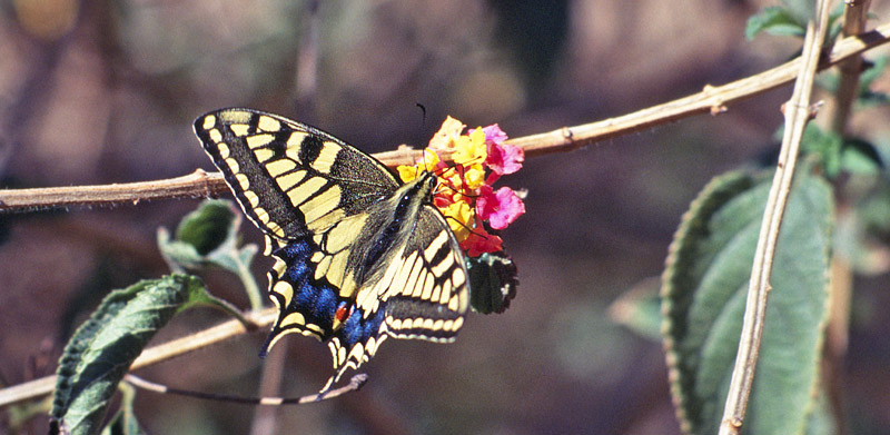 rkensvalehale, Papilio saharae. Zarzis, Tunis marts 1995. Fotograf; Troells Mellgaard