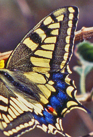 rkensvalehale, Papilio saharae. Zarzis, Tunis marts 1995. Fotograf; Troells Mellgaard