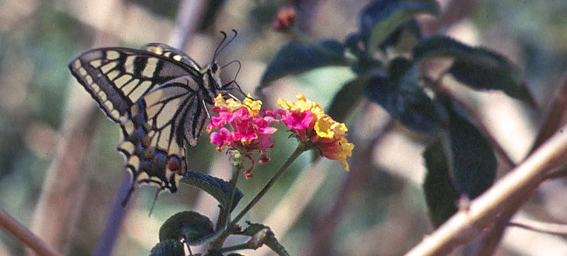 rkensvalehale, Papilio saharae. Zarzis, Tunis marts 1995. Fotograf; Troells Mellgaard