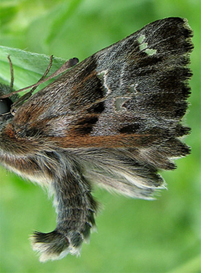 Duskbredpande, Carcharodus flocciferus, Litauen d. 8 juni 2009. Fotograf; Giedrius Svitra