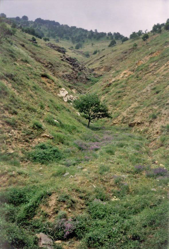 Lokalitet for Stor Mosaikbredpande, Muschampia tessellum. Transsylvanien, Rumænien d. 30 maj 2004. Fotograf; Tom Nygaard Kristensen