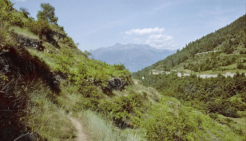 Lys Marmorbredpande, Carcharodus lavatherae. Mt Pondel Vd'Cogne, Italien d. 30 juni 1996. Fotograf; Tom Nygaard Kristense