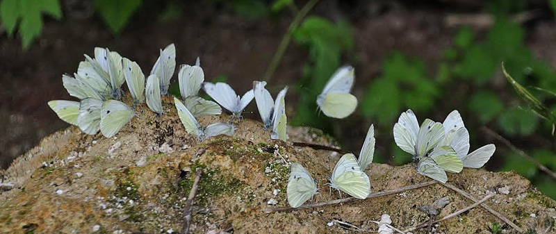 Balkan-Klsommerfugl, Pieris balcana. Serbien d. 24 juni  2014. Fotograf; Tom Nygaard Kristensen