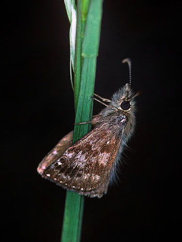 Grbndet bredpande, Erynnis tages sover med taglagte vinger. Glatved Strand, Djursland d. 15 maj 1997. Fotograf: Tom Nygaard Kristensen