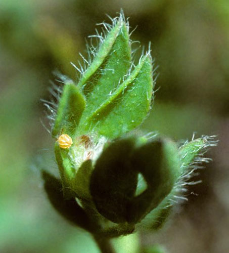 Grbndet Bredpande, Erynnis tages g. Glatved Strand, Djursland d. 6 juni 1996. Fotograf: Tom Nygaard Kristensen