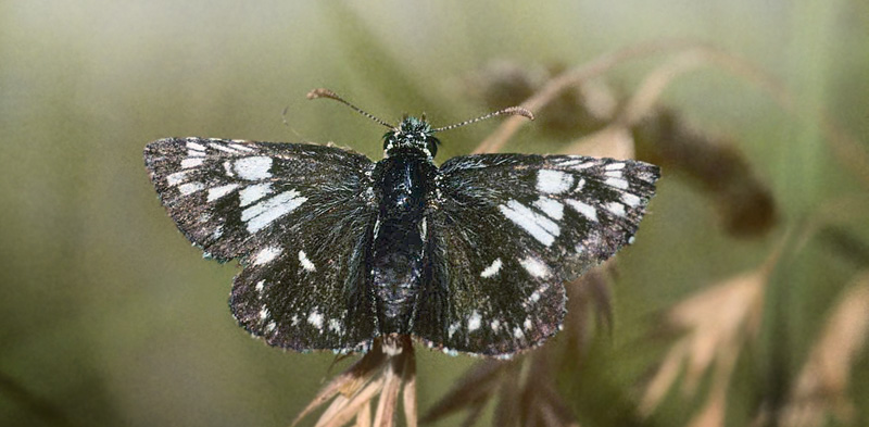 Spttet Bredpande, Pyrgus malvae f. taras. Rosborg S, Jylland d. 24 April 1998.  Fotograf; Tom Nygaard Kristensen