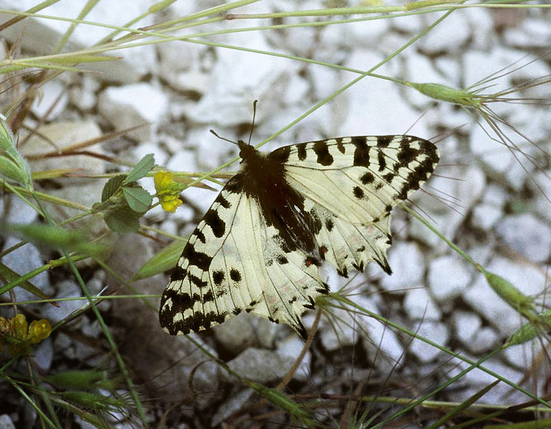 Cypern-Guirlandesommerfugl, Zerynthia cerisyi ssp. cypria. Cypern april 2002. Fotograf; Tom Nygaard Kristensen
