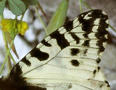 Cypern-Guirlandesommerfugl, Zerynthia cerisyi ssp. cypria. Cypern april 2002. Fotograf; Tom Nygaard Kristensen