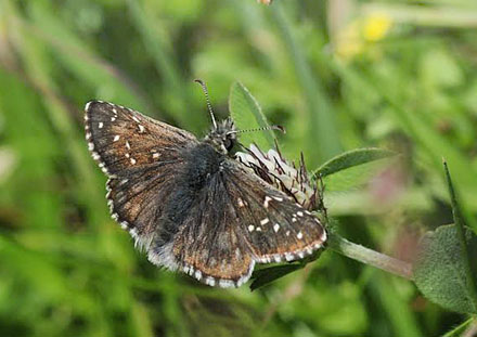 Lille Alpebredpande, Pyrgus warrenensis.  Albula Pas, Schweiz d. 10 juli 2015. Fotograf; Tom Nygaard Kristensen