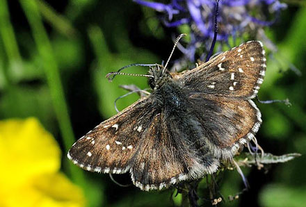 Lille Alpebredpande, Pyrgus warrenensis.  Albula Pas, Schweiz d. 10 juli 2015. Fotograf; Tom Nygaard Kristensen