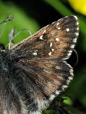 Lille Alpebredpande, Pyrgus warrenensis.  Albula Pas, Schweiz d. 10 juli 2015. Fotograf; Tom Nygaard Kristensen