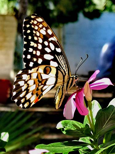 Lime Swallowtail, Papilio demoleus (Linnaeus, 1758). Nicosia, Cypern d. 28 oktober 2022. Photographer; Kjell Bergstrm