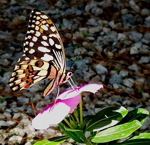 Lime Swallowtail, Papilio demoleus (Linnaeus, 1758). Nicosia, Cypern d. 28 oktober 2022. Photographer; Kjell Bergstrm