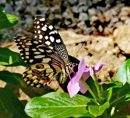 Lime Swallowtail, Papilio demoleus (Linnaeus, 1758). Nicosia, Cypern d. 28 oktober 2022. Photographer; Kjell Bergstrm