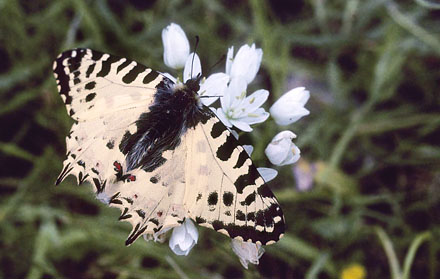 stlig Guirlandesommerfugl, Zerynthia cerisyi. Samos, Grkenland d. 1 april 2006. Fotograf; Tom Nygaard Kristensen