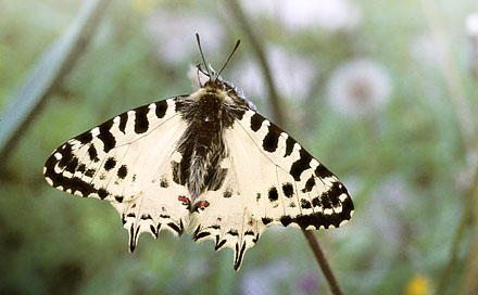 stlig Guirlandesommerfugl, Zerynthia cerisyi. Samos, Grkenland d. 1 april 2006. Fotograf; Tom Nygaard Kristensen