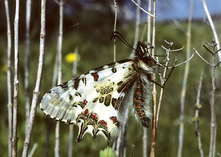 stlig Guirlandesommerfugl, Zerynthia cerisyi. Samos, Grkenland d. 1 april 2006. Fotograf; Tom Nygaard Kristensen