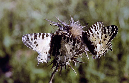 stlig Guirlandesommerfugl, Zerynthia cerisyi. Samos, Grkenland d. 1 april 2006. Fotograf; Tom Nygaard Kristensen