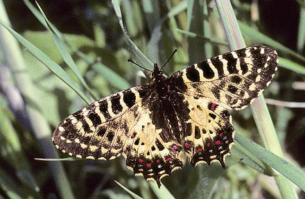 stlig Guirlandesommerfugl, Zerynthia cerisyi. Samos, Grkenland d. 1 april 2006. Fotograf; Tom Nygaard Kristensen