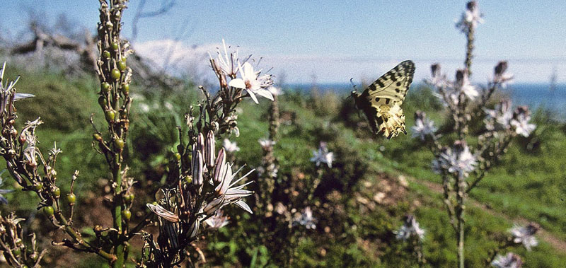 stlig Guirlandesommerfugl, Zerynthia cerisyi. Samos, Grkenland d. 1 april 2006. Fotograf; Tom Nygaard Kristensen