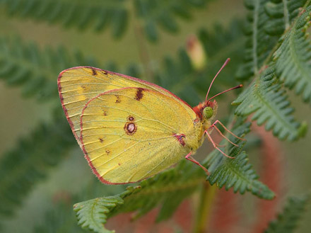 Sydlig Hsommerfugl, Colias alfacariensis. Mt Prinzera, Italien d. 7 juli 2009. Fotograf; Tom Nygaard Kristensen