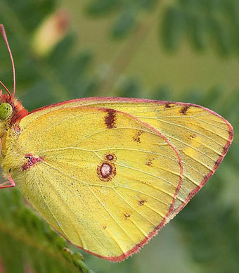 Sydlig Hsommerfugl, Colias alfacariensis. Mt Prinzera, Italien d. 7 juli 2009. Fotograf; Tom Nygaard Kristensen