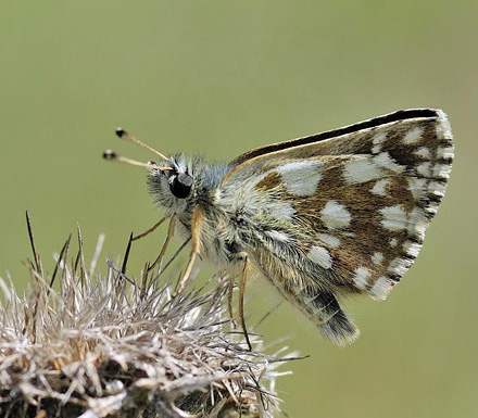 Smaragdbredpande, Spialia orbifer. Skifti, Kozani, Grkenland d. 15 juli 2015. Fotograf:; Tom Nygaard Kristensen