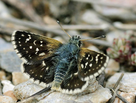 Smaragdbredpande, Spialia orbifer. Skifti, Kozani, Grkenland d. 15 juli 2015. Fotograf:; Tom Nygaard Kristensen