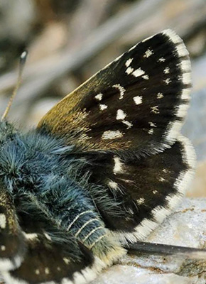 Smaragdbredpande, Spialia orbifer. Skifti, Kozani, Grkenland d. 15 juli 2015. Fotograf:; Tom Nygaard Kristensen