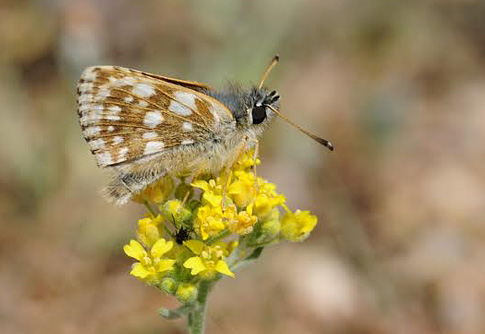 Smaragdbredpande, Spialia orbifer. Skifti, Kozani, Grkenland d. 15 juli 2015. Fotograf:; Tom Nygaard Kristensen