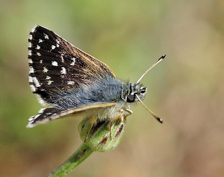 Smaragdbredpande, Spialia orbifer. Skifti, Kozani, Grkenland d. 15 juli 2015. Fotograf:; Tom Nygaard Kristensen